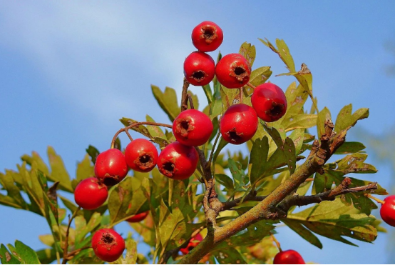 消食化积的天然“良药”，山楂还能抵御皮肤衰老！